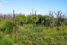 Becher Point wetlands (photo by Bronwyn Goody)