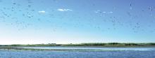 Gulls