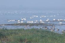 Cygnus columbianus and other overwintering water birds