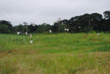 Bas-Ogooué, District de Mpaga