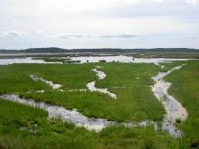 Marshes in Asköviken-Tidö nature reserve