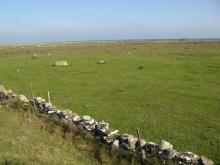 The southern sub site. Well grazed wetland close to shore