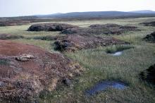 View over palsa mires in Tavvavuoma, 1969.