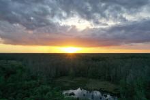 Drone Image of Corkscrew Swamp Sanctuary 