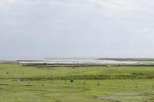 Grass meadows at the site Gotlands ostkust
