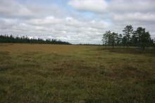Peatland close to the  Blomtäkt area.