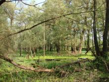 The waterlogged floodplain of the Buh River