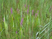 Vileity site's flora elements