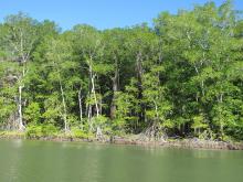 Bosque de Manglar/Estero de Jaltepeque