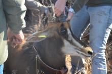 Collaring of Sable Antelope