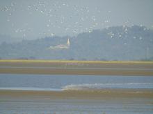 Flock of white-winged terns following the rushing tidal bore