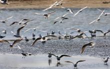 population of Larus ridibundus in the site