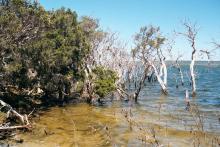 Lake Gore, with vegetation