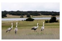 Globally threatened wattled cranes in Driefontein grasslands