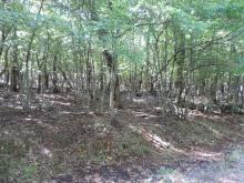 Forest habitat in Ropotamo Complex. The photo was taken during a field study part of the preparation of the Ropotamo Reserve Management Plan.