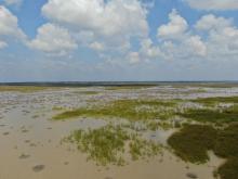 Landscape image of the Kazhuveli Bird Sanctuary