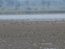 Northeast part of the lake. Open water, green algae and diving duck species are visible.