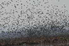 Migratory Waterfowl congregation at Hygam wetland.