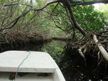 Mangrove creek Lac Baai