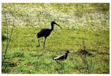 Glossy Ibis and Red Wattled Lapwing