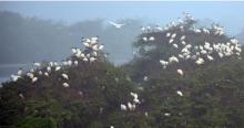 Black headed Ibis nest