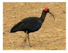 Black Ibis