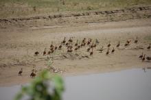 Congregation of Lesser Whistling Duck at Parvati Arga Bird Sanctuary