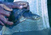 Erymnochelys madagascariensis au lac Kinkony
