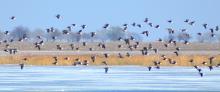 Birds in the estuaries
