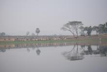 Udhwa Lake Bird sanctuary supporting the local livelihood and the domestic life stalk