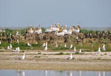 Colony of Pelecanus crispus on the arrow of the Kryva Spit.