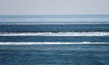 Until the bay is completely covered with ice, ducks will not fly further south.