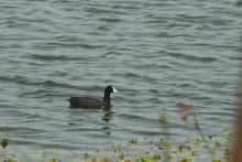 Common Coot