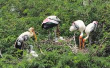 Painted Stork with juvenile