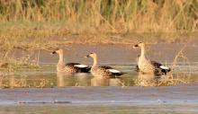 Indian spot-bill duck at Keshopur-miani community reserve