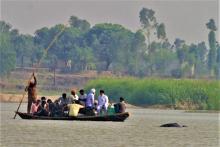 Indus River Dolphin following country boat at Karmowala village. 