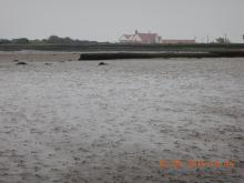 North Bull Island