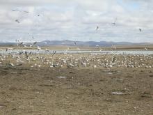 crowd of wetland birds