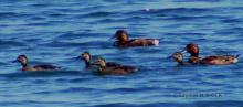 Fuligule nyroca  adultes et poussins