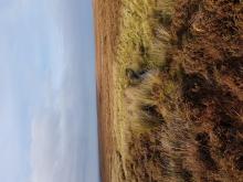 stream within expanse of blanket bog 