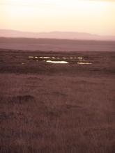 Blanket bog at dusk