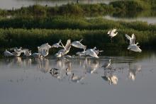 Spatules Blanches sur le Marais Barrage 