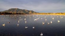 Swans and ducks in Sakata