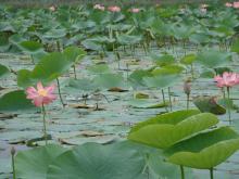 View of Amirkelayeh- Nelumbo nucifera