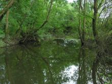 Quiet reaches of the Borzhava River