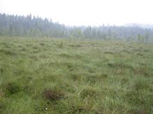 Mishok Bog: general view