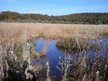 The Site "Black Bog" 
