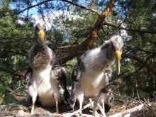 Young birds Ciconia nigra in the nest.