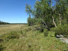 Birch forest and mire at Hynna