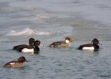 Lake Balaton holds large numbers of wintering waterfowl